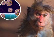 Virus del mono B: ¿Sabés algo de esta nueva enfermedad? salud, virus del mono b, sintomas, contagio, china