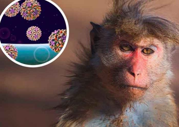 salud, virus del mono b, sintomas, contagio, china