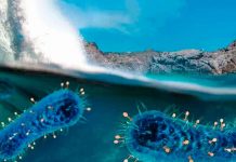Descubren nuevo virus gigante en el lugar más profundo del océano ciencia, descubrimiento, virus gigantes, especies, china