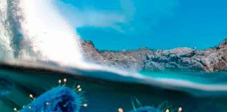 ciencia, descubrimiento, virus gigantes, especies, china