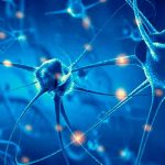 salud, ciencia, cerebro, estudio, nuevas neuronas