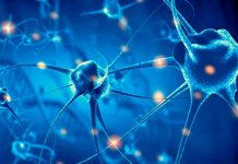 Científicos descubren una nueva clase de células de memoria en el cerebro salud, ciencia, cerebro, estudio, nuevas neuronas