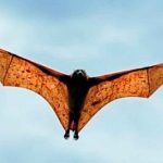 Arqueólogos hallan el fósil de un murciélago gigante en Argentina ciencia, descubrimiento, fosil, murcielago, nueva especie