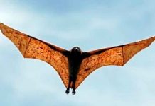 Arqueólogos hallan el fósil de un murciélago gigante en Argentina ciencia, descubrimiento, fosil, murcielago, nueva especie