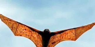 ciencia, descubrimiento, fosil, murcielago, nueva especie