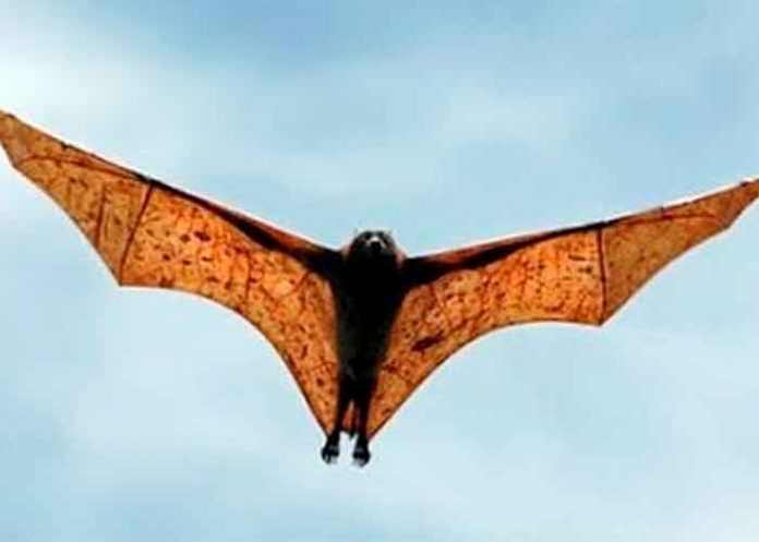 5 ciencia, descubrimiento, fosil, murcielago, nueva especie