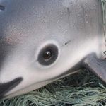 Día Mundial de las Vaquitas Marinas