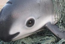 Día Mundial de las Vaquitas Marinas