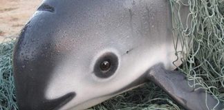 Día Mundial de las Vaquitas Marinas