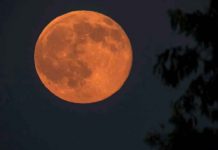 Hoy en la noche no te podés perder La luna llena del ciervo ciencia, fenomenos astronomicos, luna llena ciervo, nativos, visualizacion