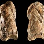 ciencia, descubrimiento, hueso, neandertales, investigacion