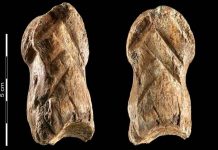 Un hueso de 51.000 años revela la capacidad simbólica de los neandertales ciencia, descubrimiento, hueso, neandertales, investigacion