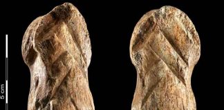 ciencia, descubrimiento, hueso, neandertales, investigacion