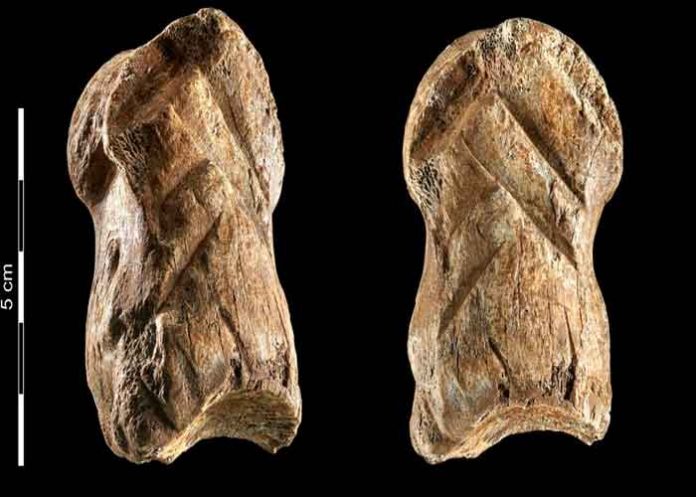 ciencia, descubrimiento, hueso, neandertales, investigacion