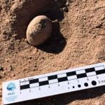 Paleontólogos hallan 160 huevos fósiles de aves prehistóricas en Argentina ciencia, argentina, descubrimiento, huevos, aves prehistoricas