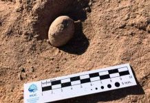 Paleontólogos hallan 160 huevos fósiles de aves prehistóricas en Argentina ciencia, argentina, descubrimiento, huevos, aves prehistoricas