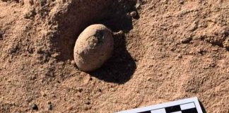 ciencia, argentina, descubrimiento, huevos, aves prehistoricas
