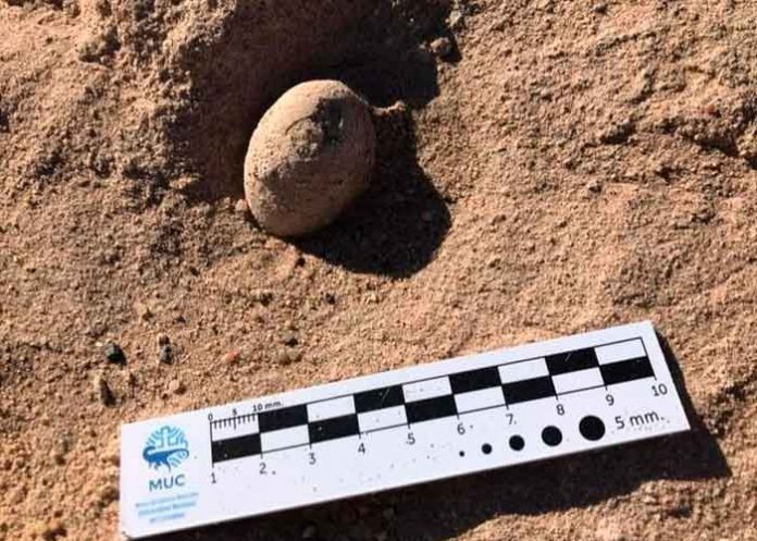 ciencia, argentina, descubrimiento, huevos, aves prehistoricas