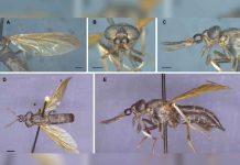 Descubren en Ecuador una rara especie de insecto, cuyo cuerpo parece de avispa ciencia, ecuador, nueva especie, insecto, caracteristicas