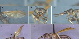 ciencia, ecuador, nueva especie, insecto, caracteristicas