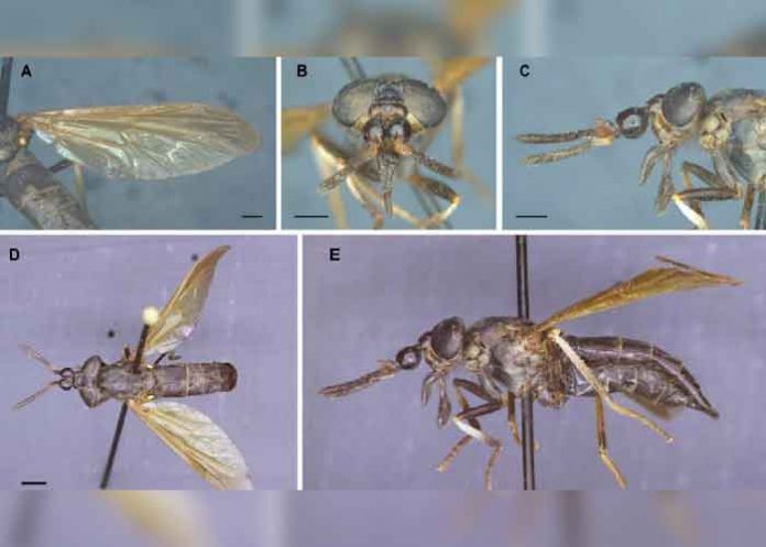ciencia, ecuador, nueva especie, insecto, caracteristicas