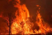 Pronostican mayor riesgo de incendios en estados brasileños Brasil, mato grosso, incendios, medio ambiente,