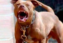 ¡Feroz ataque! Perro Pitbull mata a niño de tres años en México Foto: ¡Feroz ataque! Perro Pitbull mata a niño de tres años en México/Cortesía