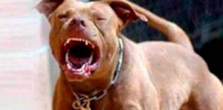 Foto: ¡Feroz ataque! Perro Pitbull mata a niño de tres años en México/Cortesía