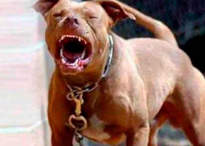 Foto: ¡Feroz ataque! Perro Pitbull mata a niño de tres años en México/Cortesía