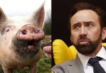 Críticos alaban a Nicolas Cage y su «transformación como un cerdo» en Pig
