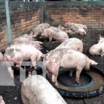 Familias del departamento de Managua reciben cerdas reproductoras managua, tipitapa, bonos, cerdas, productores,