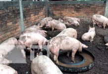 Familias del departamento de Managua reciben cerdas reproductoras managua, tipitapa, bonos, cerdas, productores,