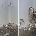 Foto: Salmones 'se vuelven locos' al intoxicarse con cocaína en Alemania /Referencia