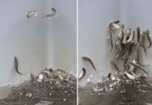 Salmones ‘se vuelven locos’ al intoxicarse con cocaína en Alemania Foto: Salmones 'se vuelven locos' al intoxicarse con cocaína en Alemania /Referencia