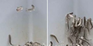 Foto: Salmones 'se vuelven locos' al intoxicarse con cocaína en Alemania /Referencia