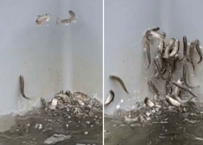 alem Foto: Salmones 'se vuelven locos' al intoxicarse con cocaína en Alemania /Referencia