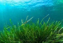 Foto: Descubren alga con tres sexos / Referencia