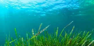 Foto: Descubren alga con tres sexos / Referencia