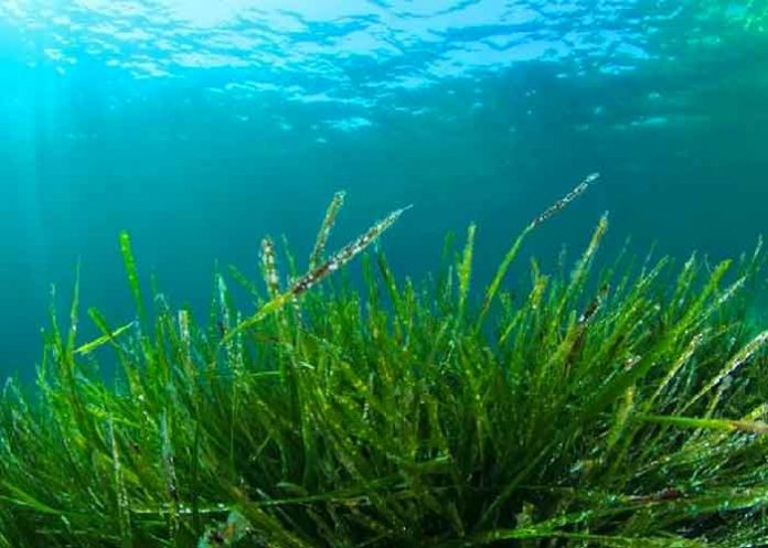 Foto: Descubren alga con tres sexos / Referencia