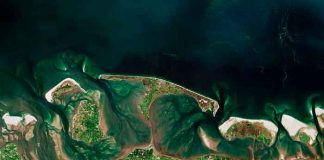 algas, mar del norte, imagenes,