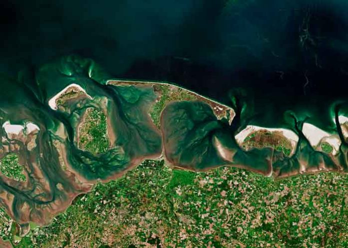 algas algas, mar del norte, imagenes,