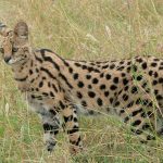 Continúan buscando al felino, de especie llamada «Serval» serval, especie, felino, buscando,