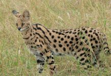 Continúan buscando al felino, de especie llamada «Serval» serval, especie, felino, buscando,
