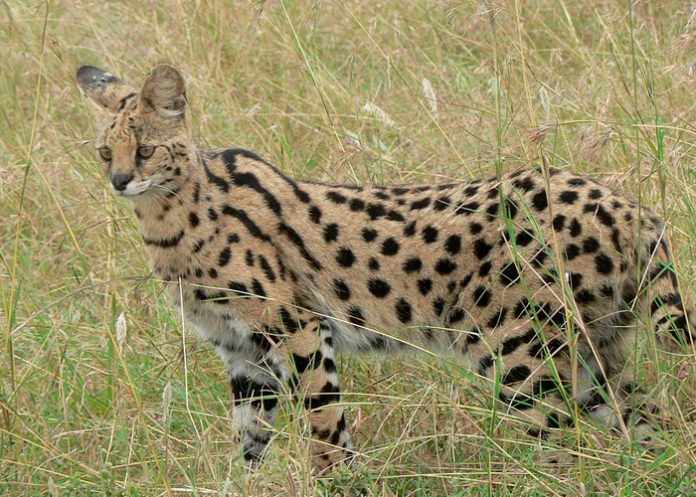 serval, especie, felino, buscando,