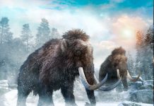 Los mamuts y los mastodontes se extinguieron por el cambio climático mamuts, mastodontes, extinguieron, cambio climático,