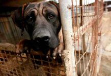 Tras la reja hombre que violó y mató a un perro en Argentina Perro víctima de maltrato animal
