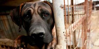 Perro víctima de maltrato animal