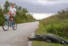 Un hombre de Florida herido tras ser atacado por un caimán Un hombre de Florida herido tras ser atacado por un caimán