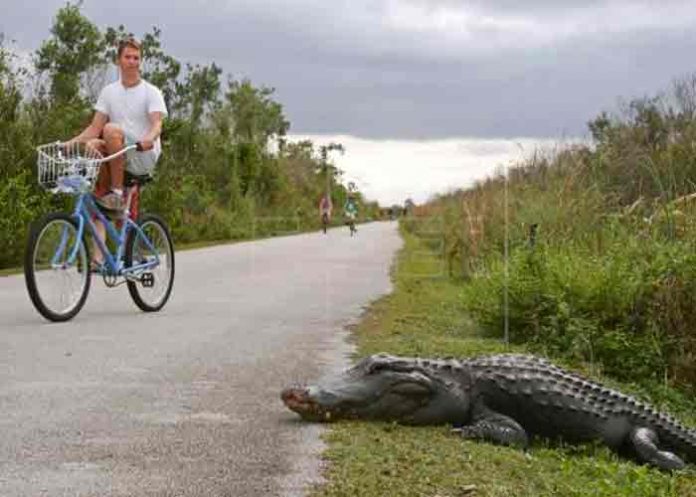 ataque-caiman- Un hombre de Florida herido tras ser atacado por un caimán
