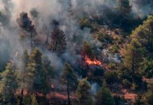 Incendio forestal al norte de Atenas